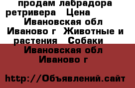 продам лабрадора ретривера › Цена ­ 10 000 - Ивановская обл., Иваново г. Животные и растения » Собаки   . Ивановская обл.,Иваново г.